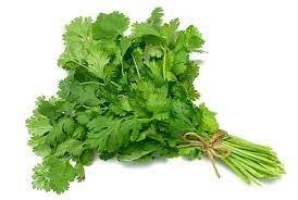CILANTRO