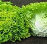 LECHUGA BATABIA