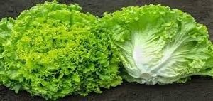 LECHUGA BATABIA